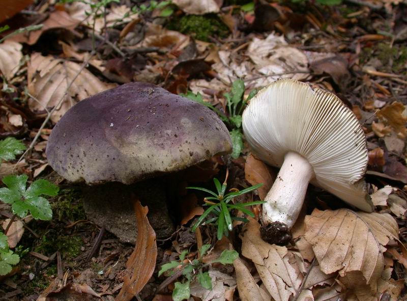 Russula azurea